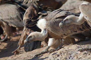 Griffon vultures Gyps fulvus. Natural Park of the Mountains and Canyons of Guara. Huesca. Aragon. Spain.