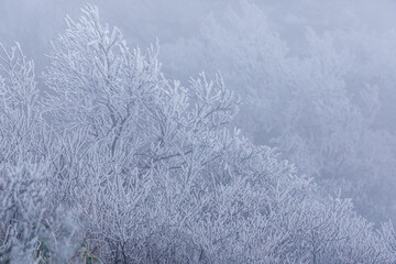 frost covered tree in strong wind