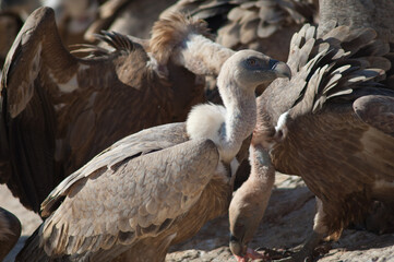 Griffon vultures Gyps fulvus. Natural Park of the Mountains and Canyons of Guara. Huesca. Aragon. Spain.