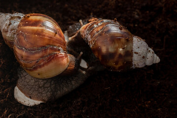 The snail is sitting in a container terrarium and eating with eggshells. Coconut soil for keeping an animal at home. Big brown snail Achatina. African snail, which is grown at home as a pet.