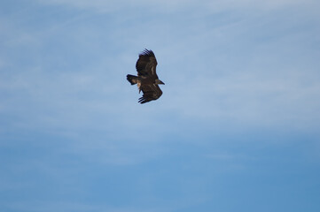 Griffon vulture Gyps fulvus in flight. Natural Park of the Mountains and Canyons of Guara. Huesca. Aragon. Spain.