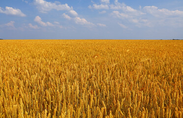 Field of ripe wheat under cloudy blue sky