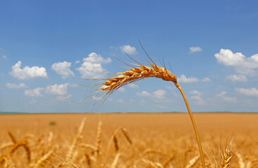 Close up field of wheat under clear blue sky
