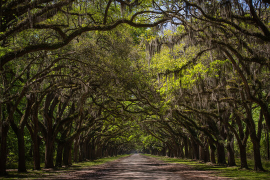 A gorgeous long tree tunnel road lined with ancient live oak trees draped in spanish moss. Seen at Wormsloe Historic Site known also as Wormsloe Plantation, near Savannah, Georgia