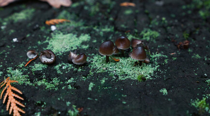 Toadstool poisonous mushrooms and lichen moss