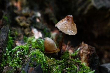 Toadstool poisonous mushrooms in moss