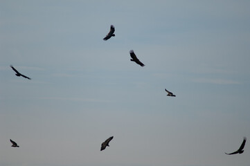 Griffon vultures Gyps fulvus in flight. Natural Park of the Mountains and Canyons of Guara. Huesca. Aragon. Spain.