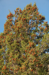 Phoenicean juniper Juniperus phoenicea. Natural Park of the Mountains and Canyons of Guara. Huesca. Aragon. Spain.