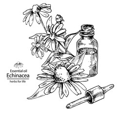 Opened echinacea oil glass bottle with dropper. For cosmetics, medicine, treating, aromatherapy, package design healthcare.