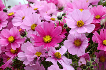 Background of pink and purple cosmos flowers