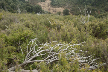 Mediterranean forest with dead trees. Natural Park of the Mountains and Canyons of Guara. Huesca. Aragon. Spain.