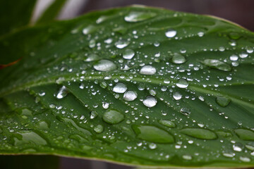 Close up raindrops or dew on green leaf
