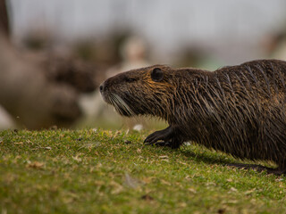 Coipo - Myocastor coypus - mammal
