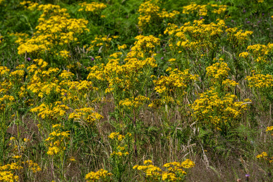 Common ragwort (Jacobaea vulgaris) a yellow flower weed wildflower poisonous to horses also known as stinking willie or tansy ragwort stock photo image