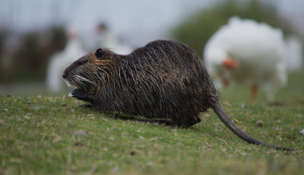 Coipo - Myocastor coypus - mammal