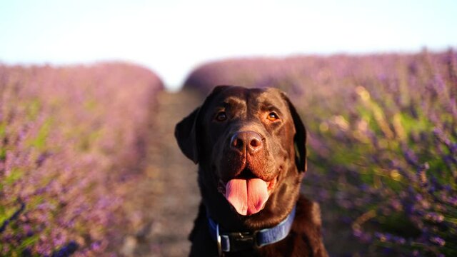 dog in the middle of lavender plantation