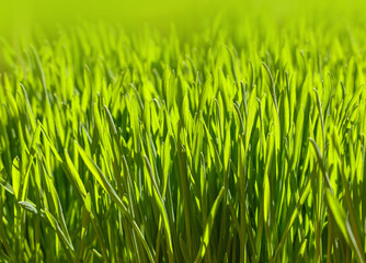 Close up fresh green spring grass background