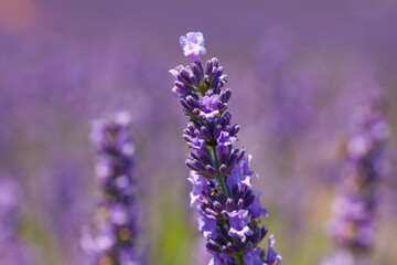 Close up purple lavender flowers