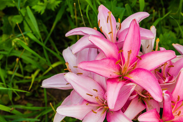 Obraz premium Beautiful blooming lily flowers. Close-up, floral background. Place for inscription