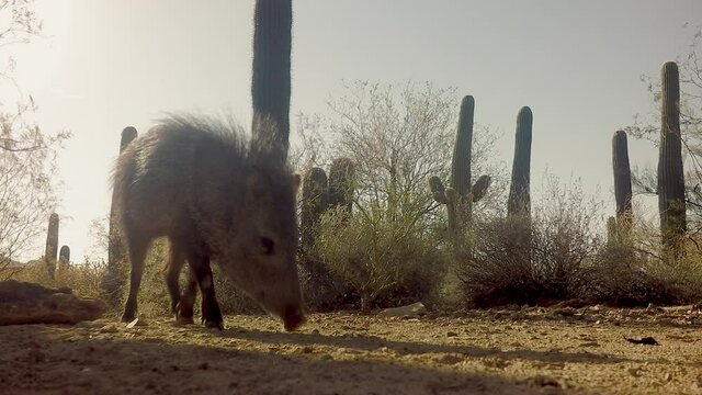 Collared peccary foraging in desert