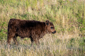 A brown Galloway cattle calf standing in a sunlit grass field
