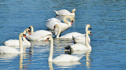 Łabędzie nieme © zibi