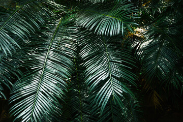 Plam leaves natural green pattern on dark background - Leaf beautiful in the tropical forest plant jungle