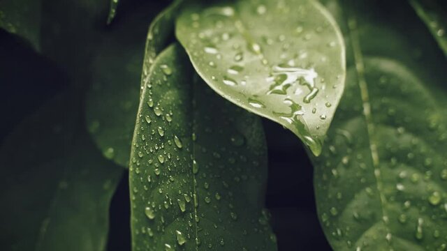 Slow motion of raindrops falling on green leaf background with rainy season.