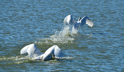 Łabędzie nieme © zibi