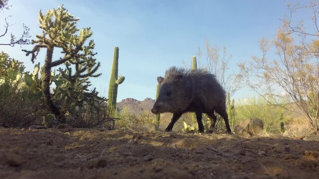 Collared peccaries foraging in desert