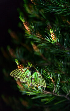 MARIPOSA ISABELINA - SPANISH MOON MOTH Spanish (Graellsia isabellae)