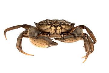 Crab isolated on white background.
