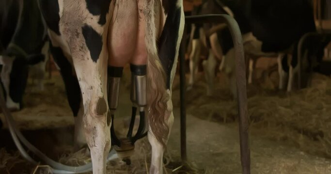 cow in the barn connected to an electric milking machine, rear view of the udder