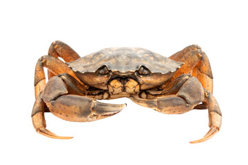Crab isolated on white background.
