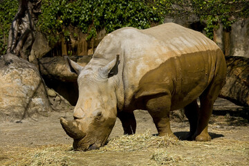 White rhino