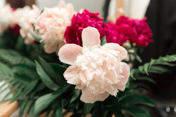 Bouquet of white and red peonies. Bright large flowers.