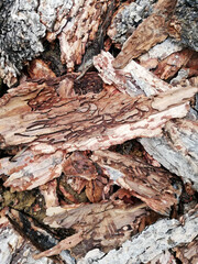 brawn nature texture of old larch bark 