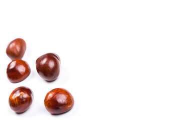 Autumn - Fresh chestnut fruits, Castanea, Horse-chestnut (Aesculus hippocastanum), close up