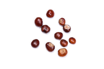 Autumn - Fresh chestnut fruits, Castanea, Horse-chestnut (Aesculus hippocastanum), close up