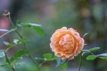 薄いオレンジ色のバラ