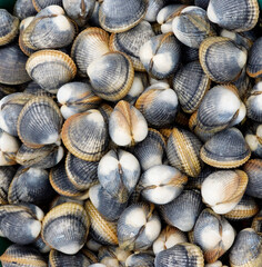 Clams