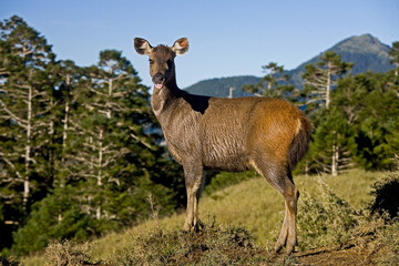 Taiwan Sambar