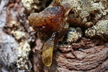 The resin on the tree trunk solidified