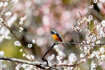 梅の花とジョウビタキ