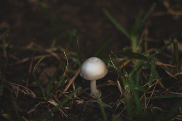 One small white isolated mushroom in grass