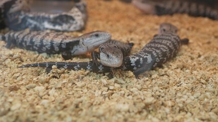 Baby lizards chilling in terrarium. Small lizard lying and resting inside hot terrarium on Chatuchak Market in Bangkok, Thailand