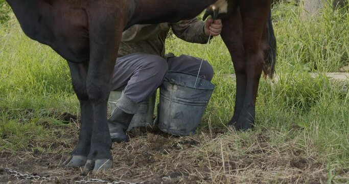 farmer manually milks a black cow in the open, the milk falls into the bucket