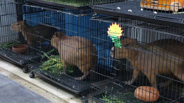 Capybaras in small cages on market. Adorable capybaras trapped in small cages in pet section of Chatuchak Market in Bangkok, Thailand