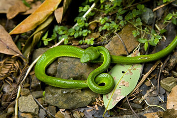 Akao Green Bamboo Silk