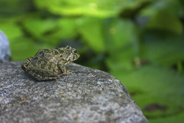 Frog